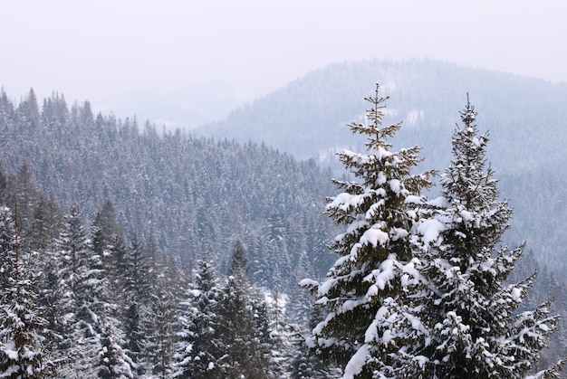 Sparren in de wintersneeuw