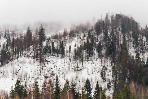 Sparren op de besneeuwde bergen, Karpaten, Oekraïne