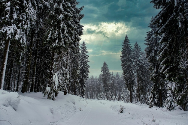 Sparrenbos bedekt met sneeuw in de winter Pittoresk uitzicht op besneeuwde sparren op een ijzige dag Duitsland