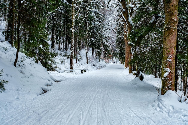 Sparrenbos bedekt met sneeuw in de winter schilderachtig uitzicht op besneeuwde sparren op een ijzige dag