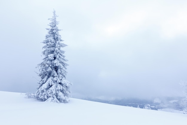 Sparrenbos bedekt met sneeuw in winterlandschap