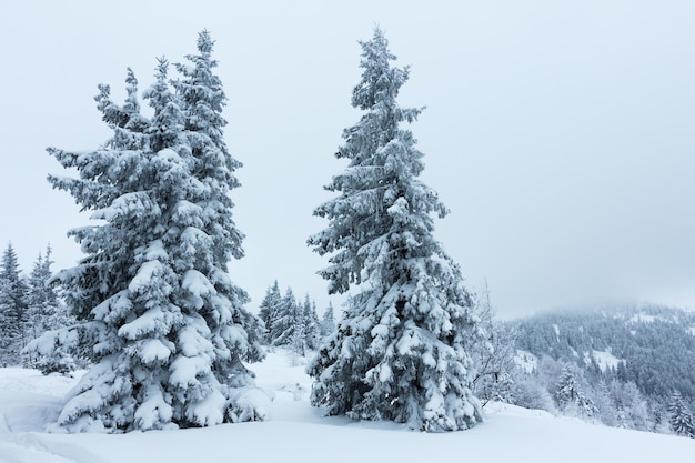 Sparrenbos bedekt met sneeuw in winterlandschap