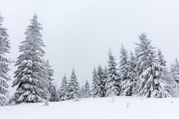 Sparrenbos bedekt met sneeuw in winterlandschap