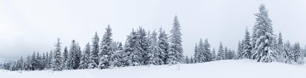 Sparrenbos bedekt met sneeuw in winterlandschap