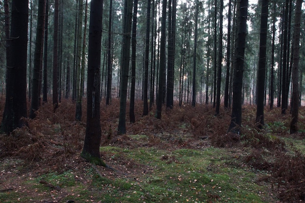 Sparrenbos in de herfst met gevallen naalden en verwelkte varens.