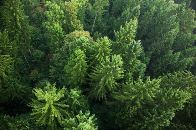 Foto sparrenbos van bovenaf