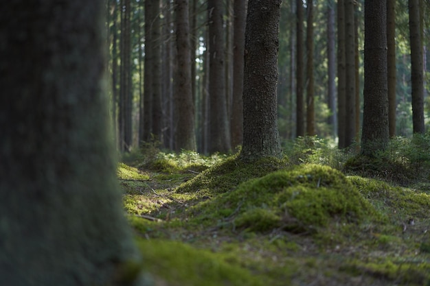 Sparrenstammen in een groen naaldbos in de lente bedekt met mos