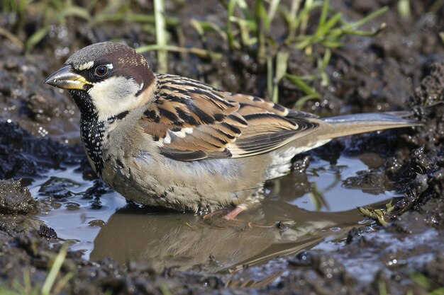 A sparrow bathing in a puddle