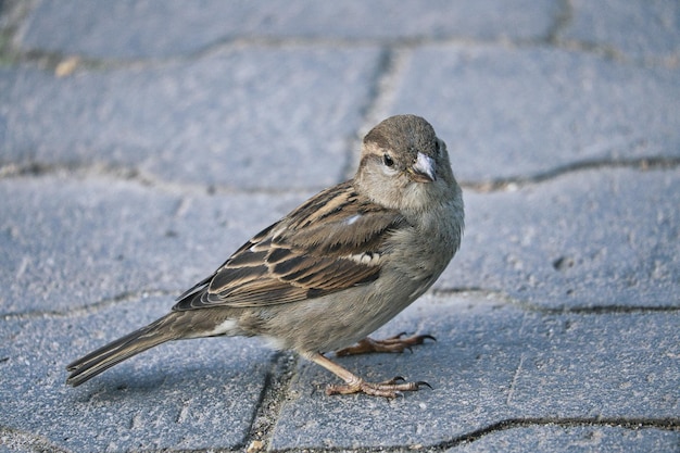 Sparrow in berlin here it can still be found in large numbers its populations are declining worldwide