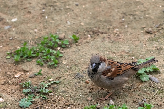Sparrow bird on the ground