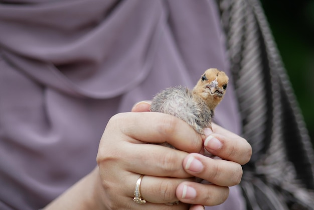 A sparrow bird hand close up