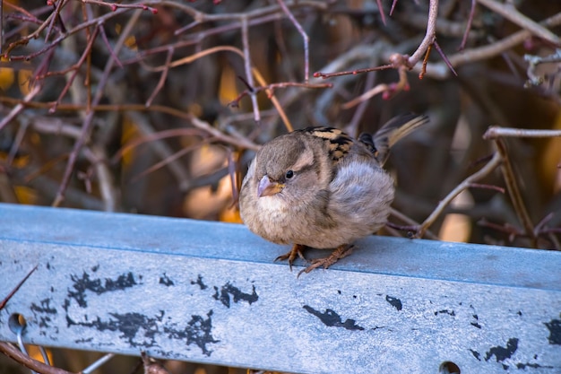 ノルウェー、オスロの公園で雀鳥