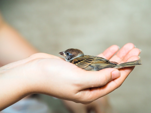 Sparrow bird sitting on hand