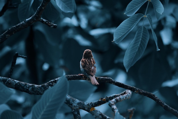 木の枝に座っているスズメの鳥。孤独なスズメは青い自然の枝に座って見えます。