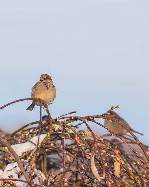 Uccello del passero nell'albero