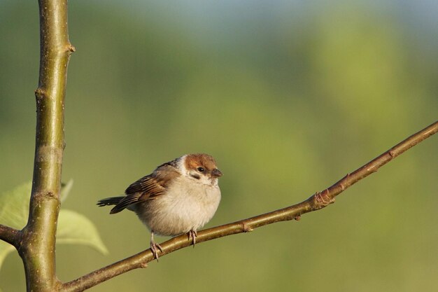 Photo sparrow bird