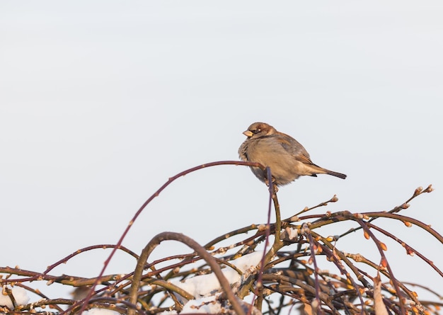 Sparrow bird