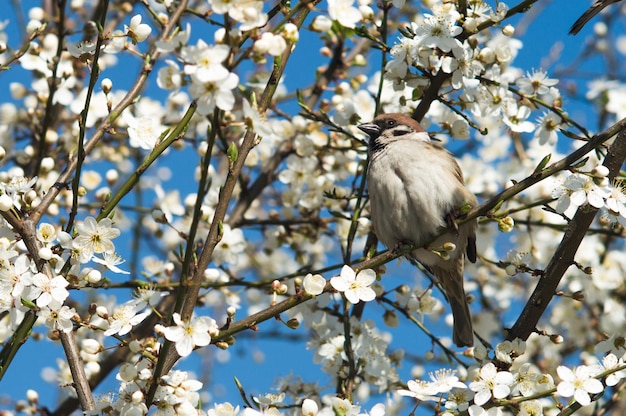 Sparrow on the branch of cherry plum tree Closeup photo of bird in spring
