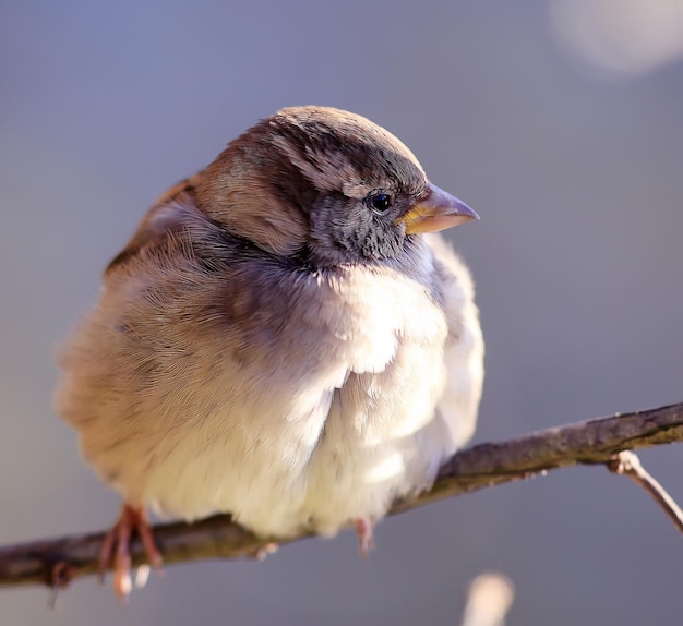 Sparrow on a branch