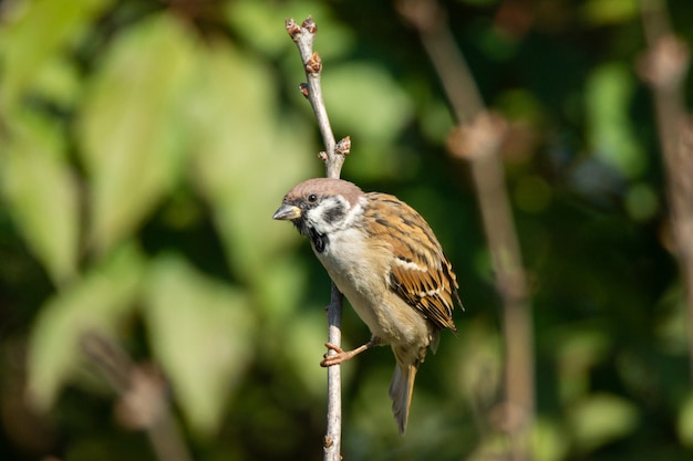 Sparrow on a branch