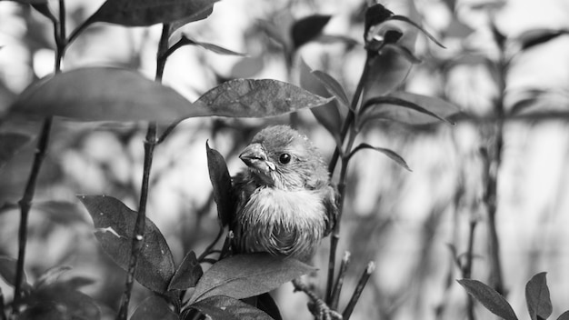 Sparrow among the branches. Black and white color