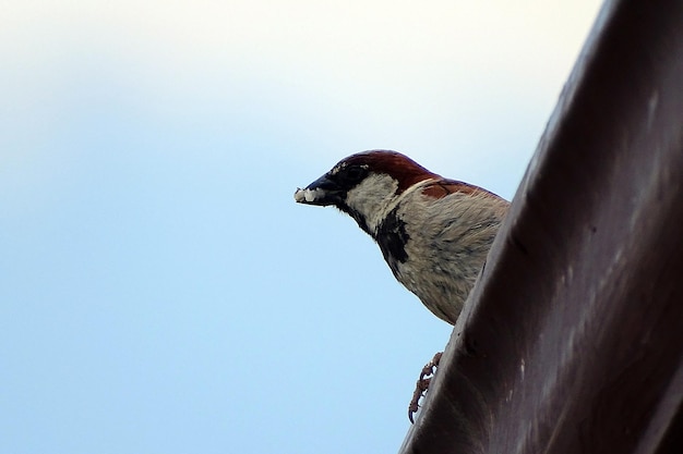 Sparrow carrying bait in its mouth sparrow standing on the roof