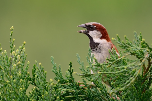 Sparrow die op een plant zit