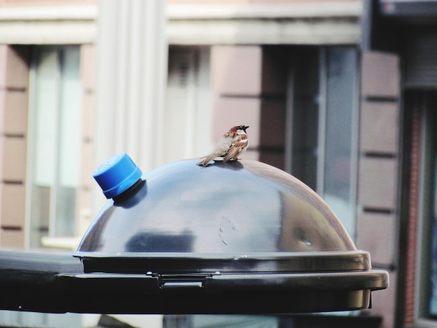 Foto passero su vassoio a cupola