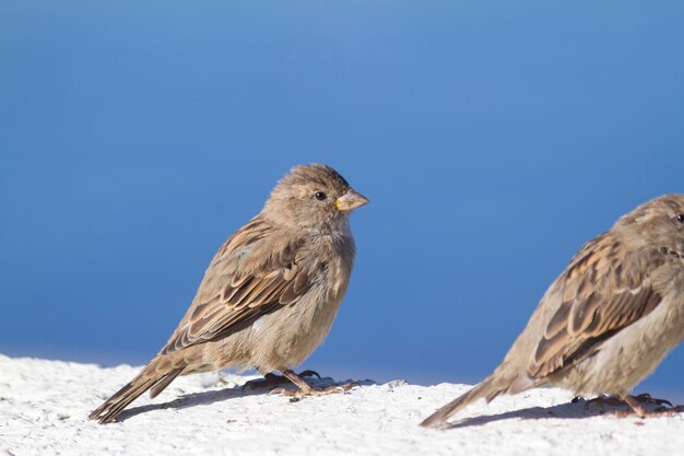 Sparrow on embankment