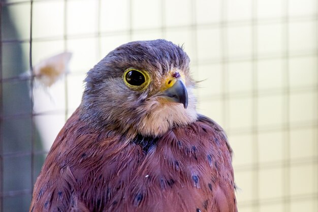 Sparrow hawk close-up on a blurry background_