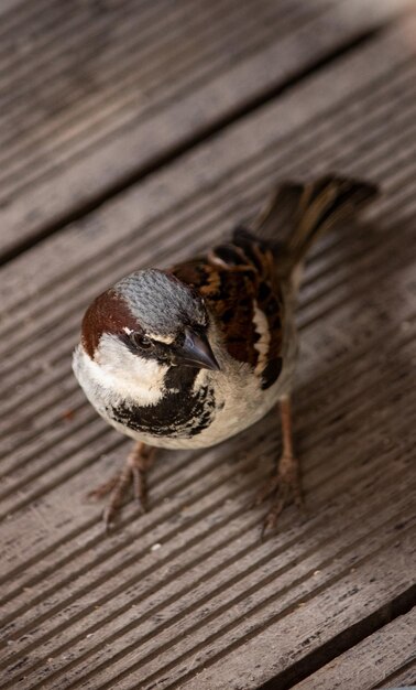 写真 木の中の<unk>