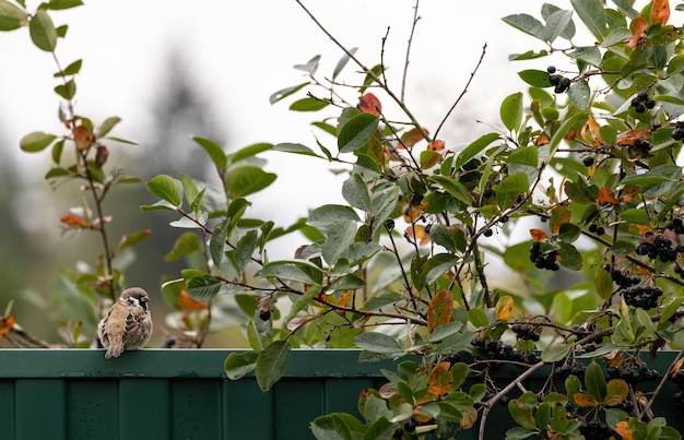 A sparrow is sitting on a garden metal green fence against the background of a blackfruited rowan