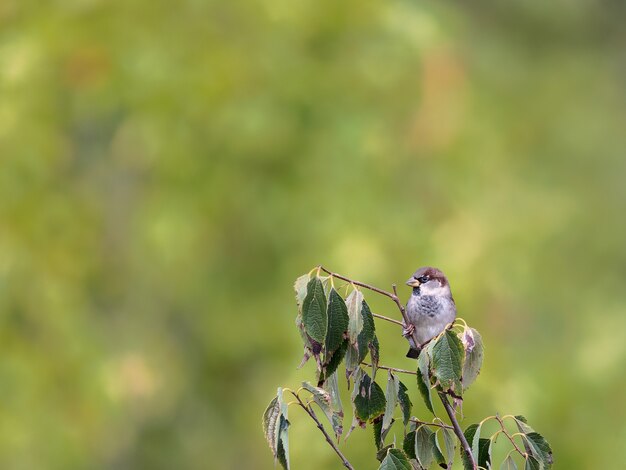 Sparrow in its natural environment.