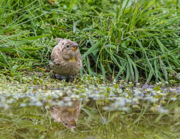 Sparrow met zijn prachtige kleuren verschijnt in de lente