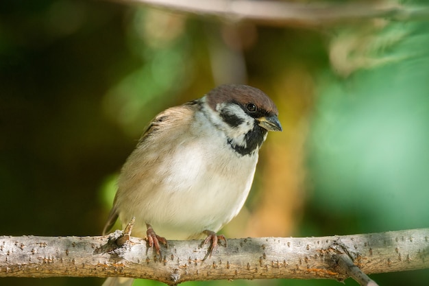 Sparrow op een tak