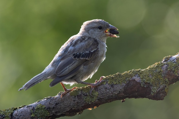 Passero passer domesticus un bellissimo passero in un ambiente naturale