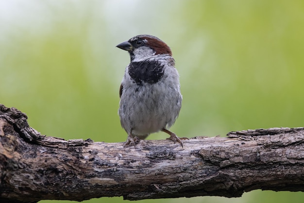 Foto passero passer domesticus un bellissimo passero in un ambiente naturale