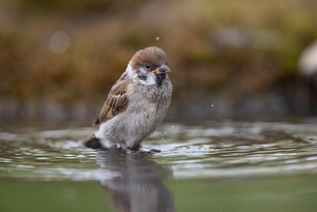 참새 Passer domesticus 어린 참새가 목욕하고 있다