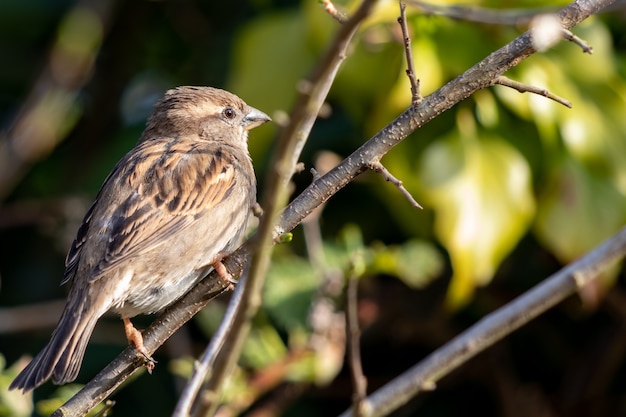 Воробей (Passeridae) отдыхает на ветке в лучах весеннего солнца