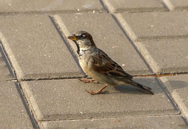 Sparrow on paving slabs