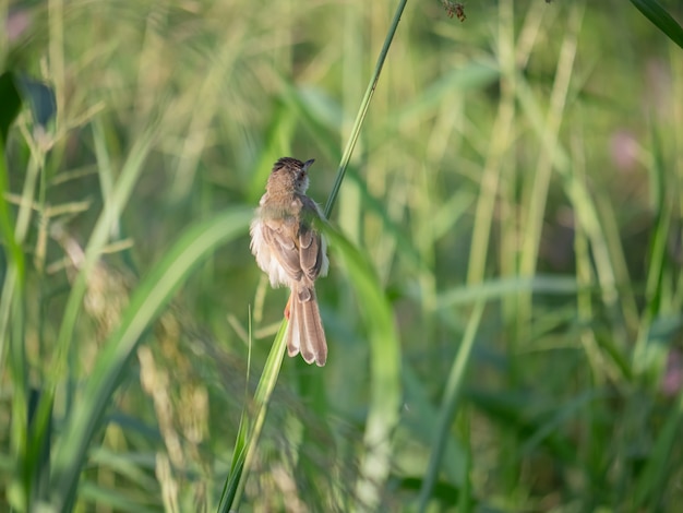 Foto passero appollaiato sull'erba