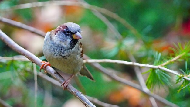 Photo sparrow perching on branch