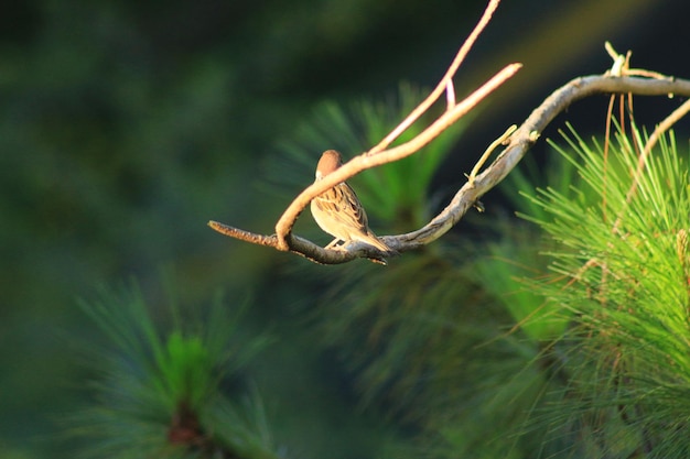 写真 枝 に 座っ て いる 鳥