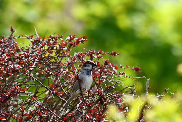 Foto sparrow appoggiato su una pianta