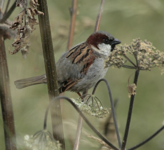 Photo sparrow perching on tree