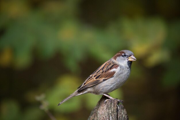 Sparrow perching on wooden post