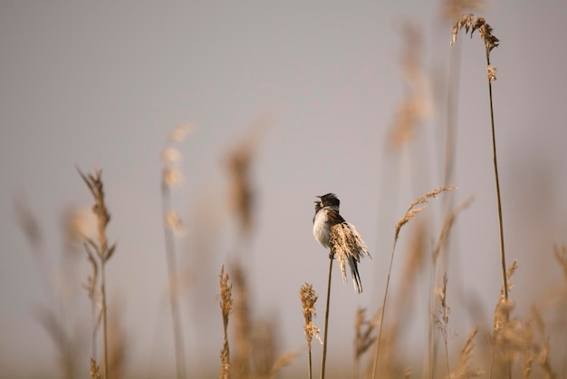 sparrow singing birdsong while perching on plant