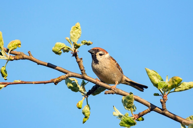 A sparrow sits on a branch in a tree.