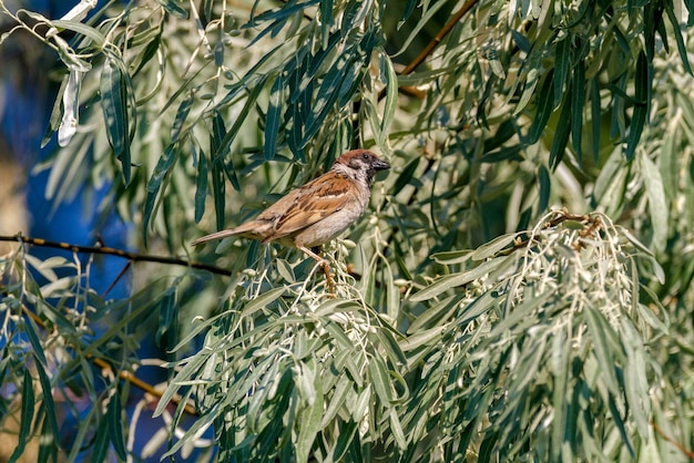 Sparrow sits on the branches of a wild olive tree