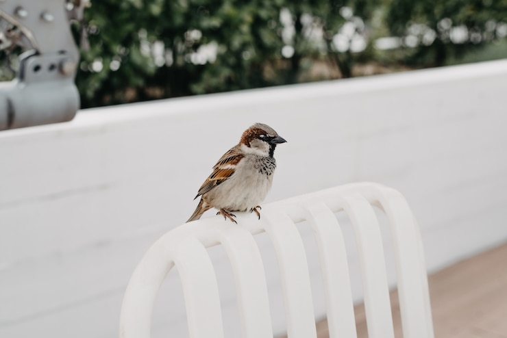 Photo 通りのカフェの椅子に座っているスズメ。屋外の小都市の鳥。閉じる